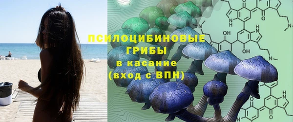 прущие грибы Шадринск